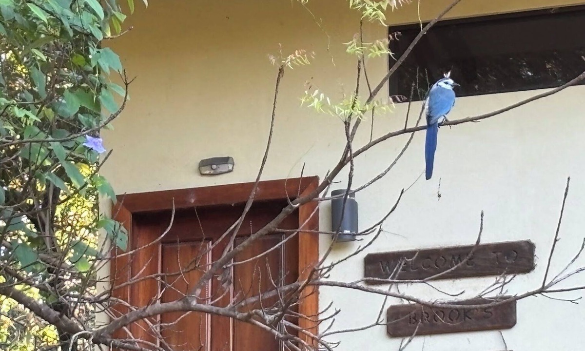 Cabo Velas Apartment | Private,Secluded, SALTWATER POOL,near 6 Beaches, Playa Pirates and Playa Minas