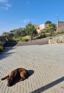 Isfiya Apartment | הבית על ההר בכרמל