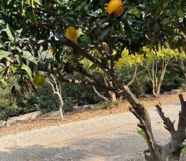 Ein Ya'akov Bed & Breakfast | הדירה באחוזת נח
