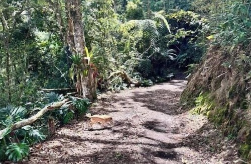 Los Guido House | 3-bedroom custom Tree house in welcoming Cartago with WiFi, waterfalls, trails
