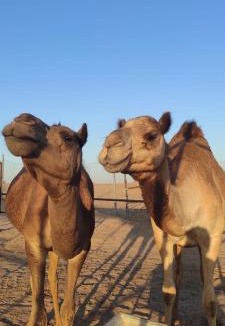 Murqquab Villa | Al Damany Desert camp &Villa