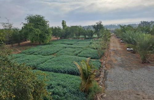 Musannah House | Al Saada Farm Stay