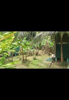 Cahuita Cabin | Alouatta Lodge and Canopy