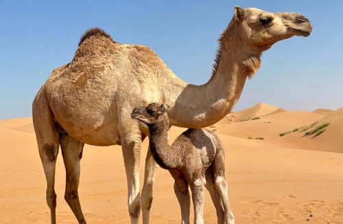 Bidiya Other | Authentic Desert Camp - Al Wasil