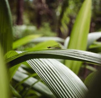 Santiago Villa | Award Winning Luxury Cabin in the Jungle 2BR