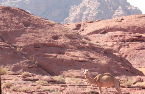 Wadi Rum RV Rental | Bedouin Nomads Adventures