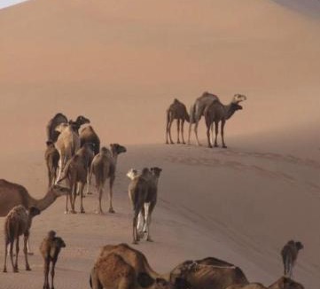 Bidiya Other | Bidiyah Old Bedouin Wahaiba Desert CAMP