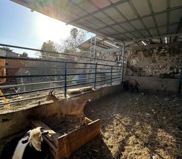 Bethlehem of Galilee House | Cozy Farmhouse with Goats, Garden & Deck