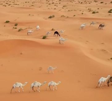 Bidiya Other | Desert Diamond Private Camp