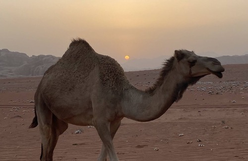 Wadi Rum RV Rental | Desert Dream Tent