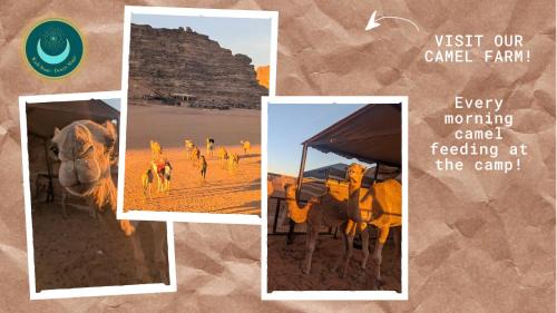 Wadi Rum Other | Desert Magic Camp & Resort