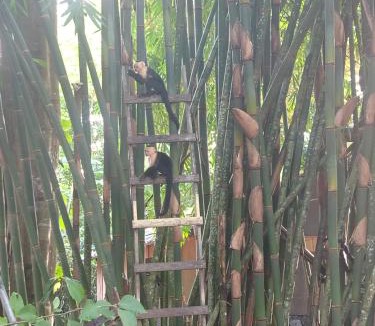 Puerto Jimenez House | Happy Monkeys