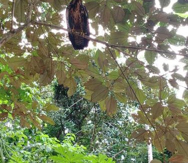 Puerto Jimenez House | Happy Monkeys