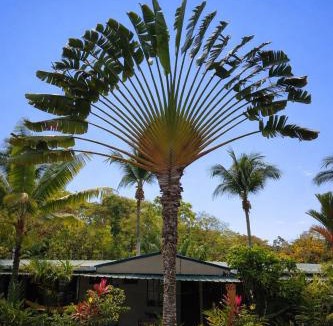 Cahuita Bed & Breakfast | Hotel El Colibri Rojo