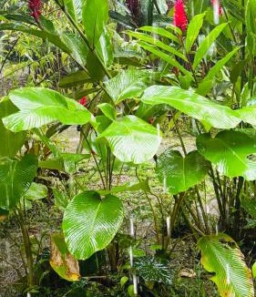 Quebrada La Gamba Cabin | Hotel La Gamba Rainforest Lodge