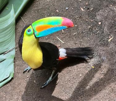 Cahuita House | Izzy Blue House