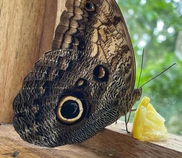 Cahuita House | Jungle Spirit Treehouse