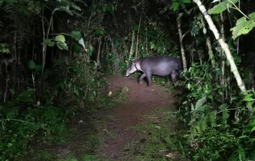 Bijagua House | La Cima Escondida Bijagua Rio Celeste 20 Min