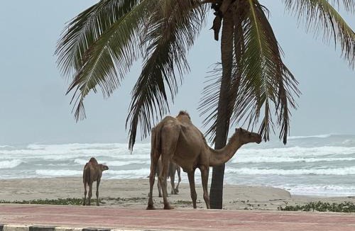 Taqah Apartment | Lovely Beach Apartment