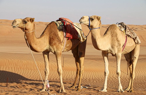 Bidiya RV Rental | Private Desert Bedouin Tent