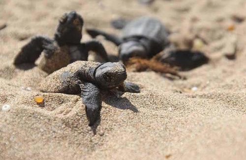 Al Hadd Bed & Breakfast | Ras Al Jinz Turtle Guest House