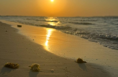 Al Gharbia Villa | Shweihat Beachfront Villa