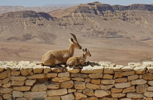 Mitzpe Ramon Hostel | SPNI Har Hanegev Field School