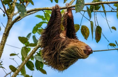 Cahuita Apartment | Starlink Jungle Retreat Eco Living Fast WiFi