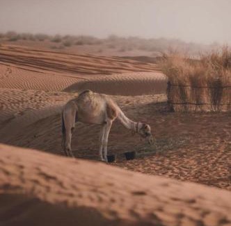 Bidiya Resort | The oasis chalet