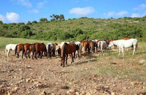 Beit Oren Other | The Riders' Experience - Glamping and Attractions Park- Full Board