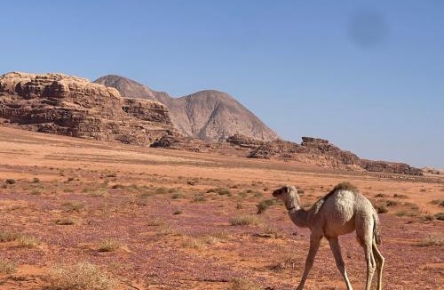 Wadi Rum Apartment | Wadi rum lacshre