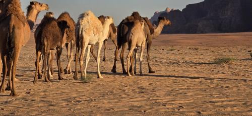 Wadi Rum Hotel | Wadi Rum -Lekshary Hamza 55