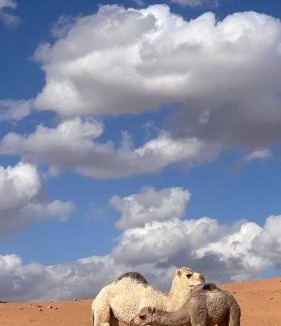 Wadi Rum Apartment | Wadi Rum Royal Camp