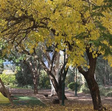צימר יערת הדבש