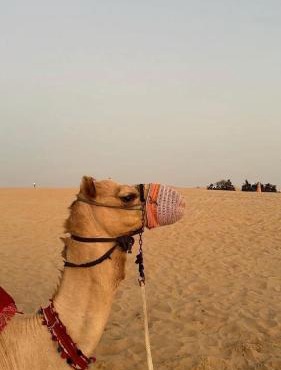 Camel riding trip