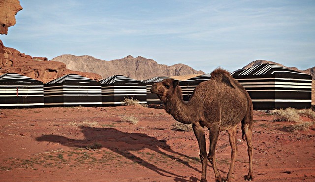 Desert Melody - Campsite