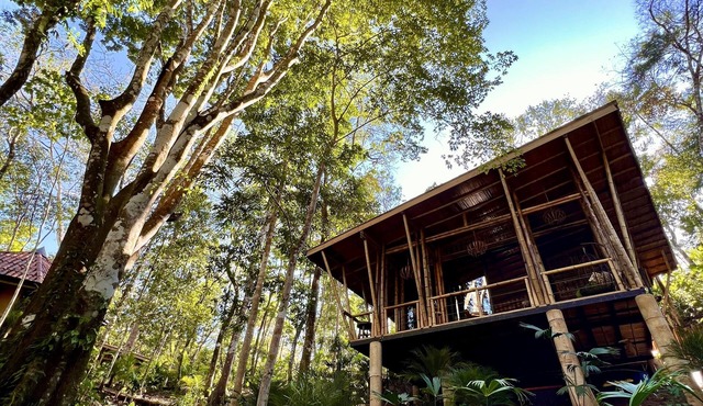 Fairytale ceiling glass bamboo structure with jungle view