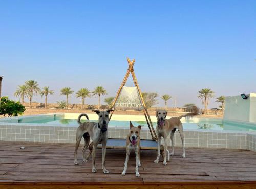 Naseem Farm Escape - dog-friendly camp site