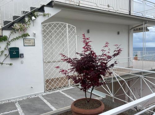 Terrazza Ammare in Marina di Casalvelino