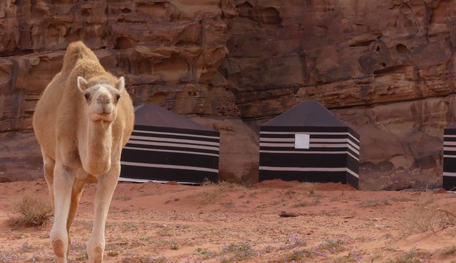 Wadi Rum Desert Tours Camp