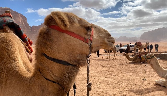 Wadi rum echo camp