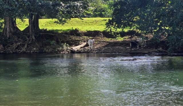 Welcoming Riverside studio cabina with AC & Hot shower Near Puerto Viejo