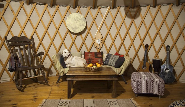 Yurt located in a little oak grove