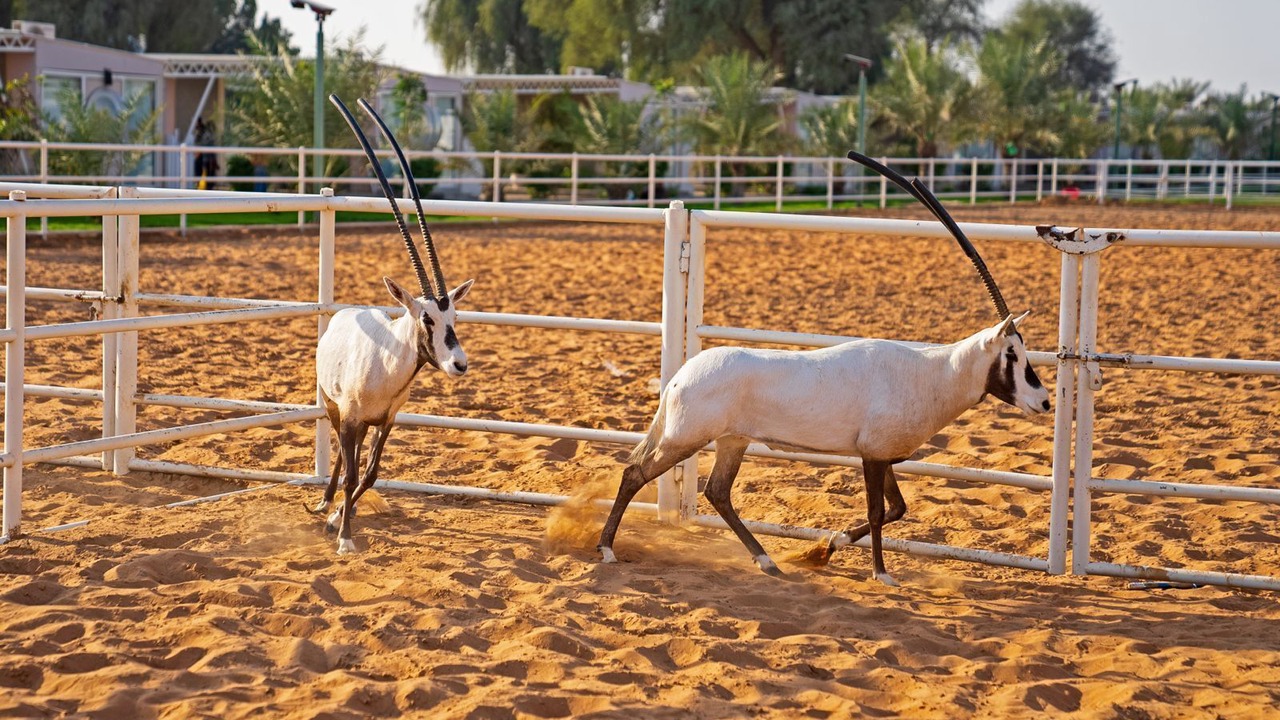 Photo of Outdoor in Ras Al Khaimah