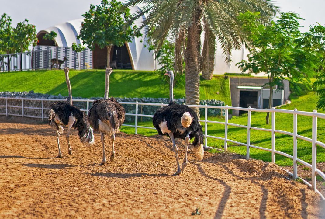 Photo of Outdoor in Ras Al Khaimah