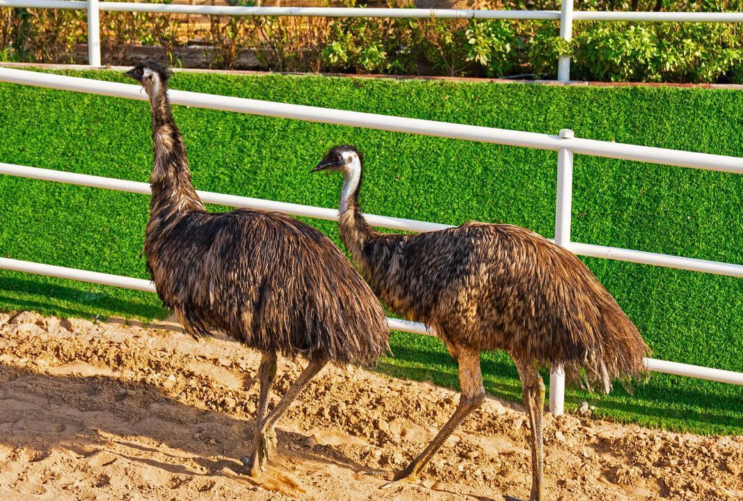 Photo of Outdoor in Ras Al Khaimah