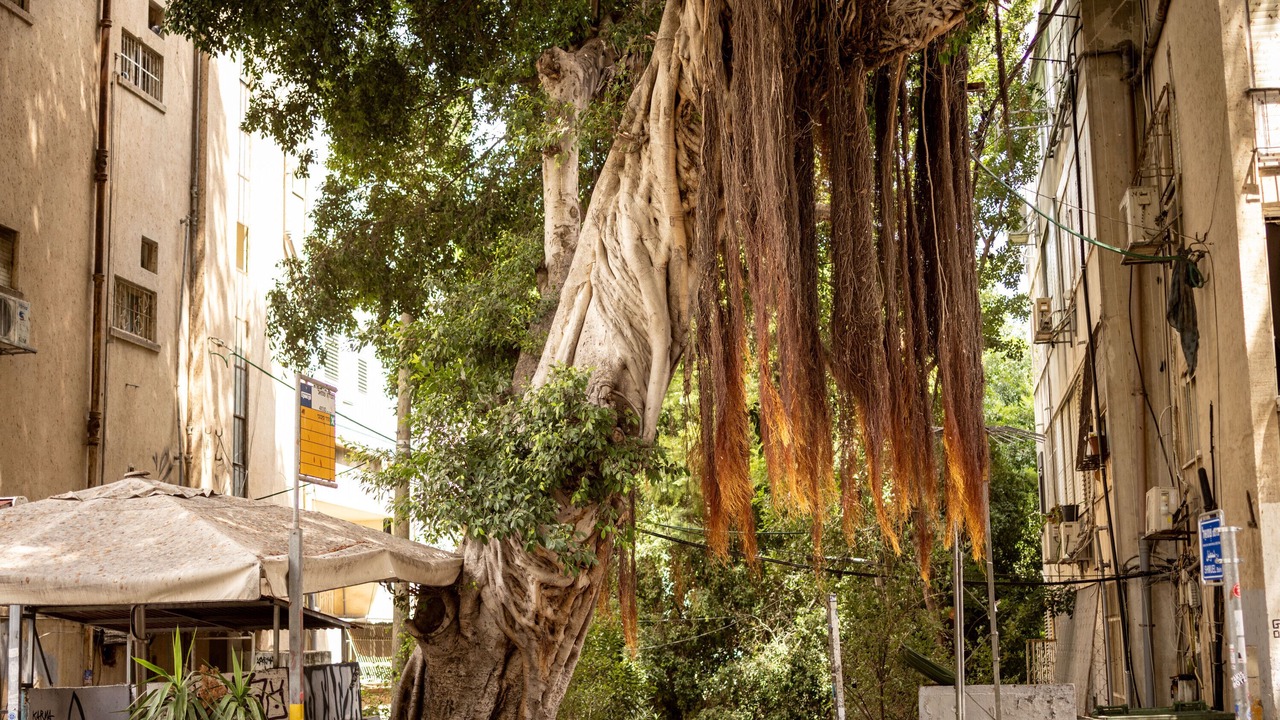 Photo of Outdoor in Haifa