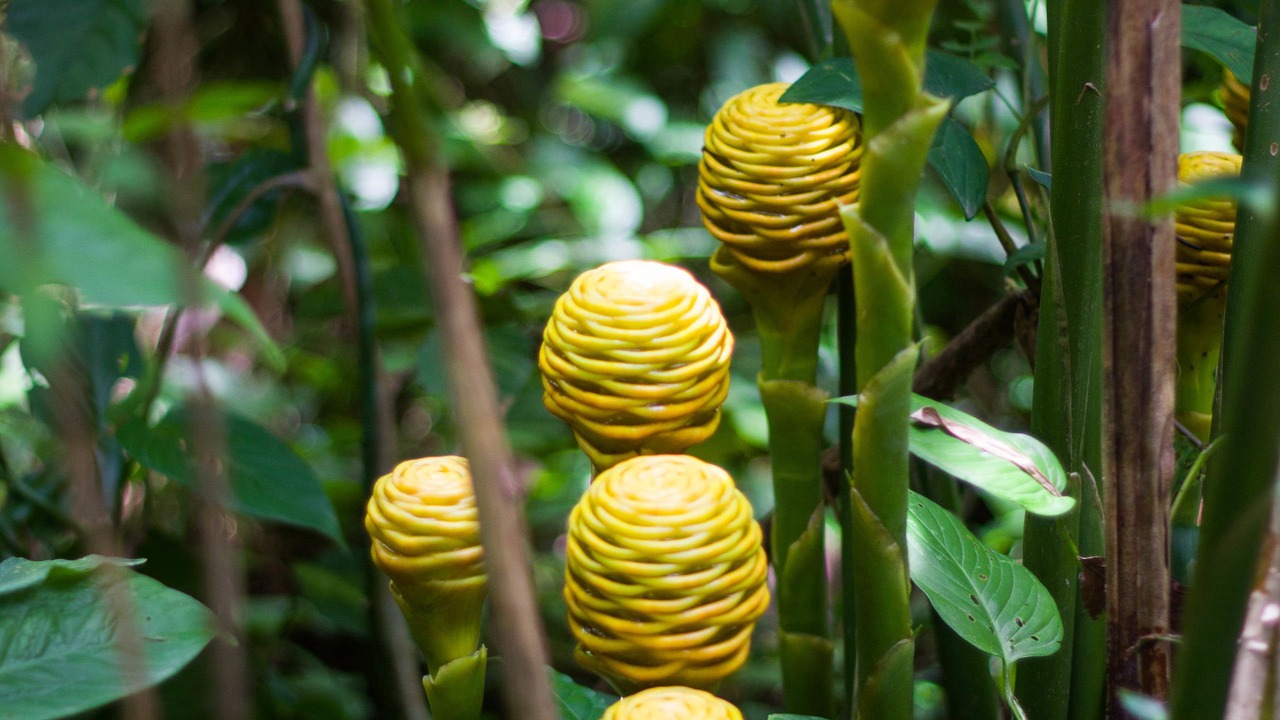 Photo of Outdoor in La Fortuna