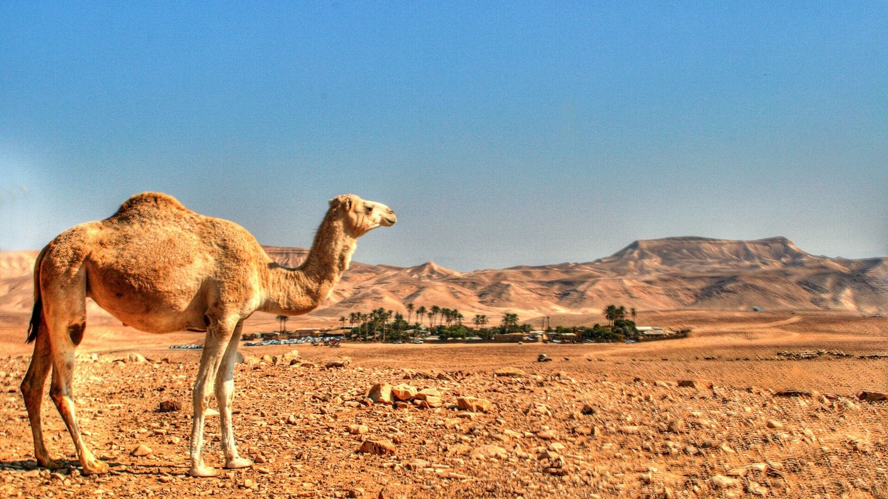Photo of Outdoor in Mahane Zofar