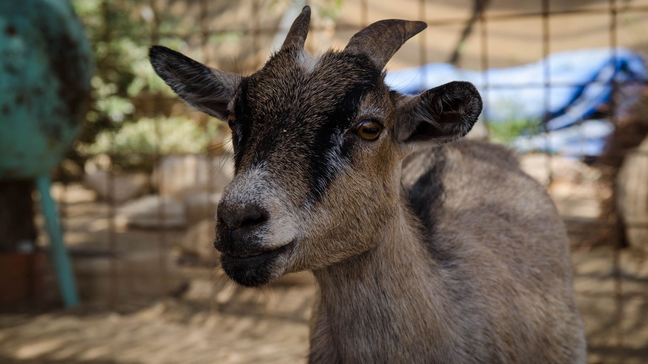 Photo of Others in Mahane Zofar